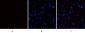 eIF2α (phospho Ser51) Polyclonal Antibody